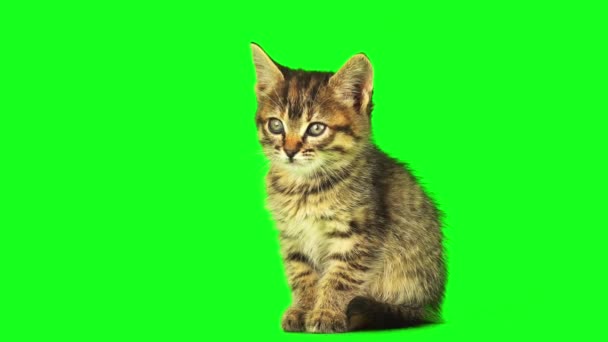 Котенок Зеленом Фоне Экрана — стоковое видео