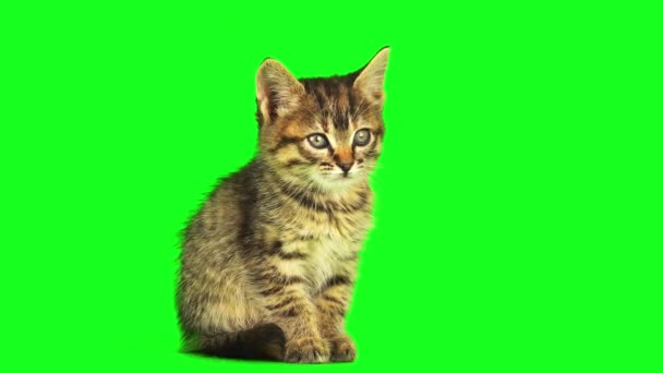 Cica Egy Zöld Háttér Képernyőn — Stock videók