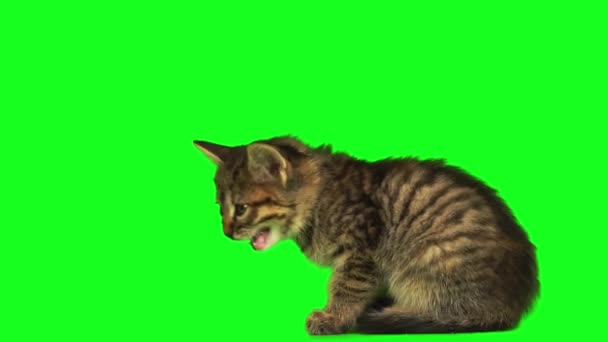Котенок Зеленом Фоне Экрана — стоковое видео