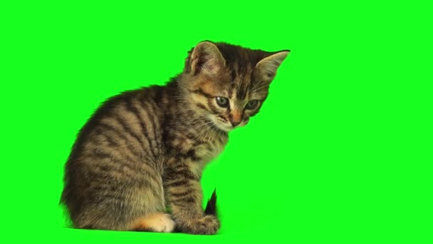 Kitten Green Background Screen — Stock Video