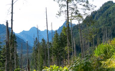 Dağ manzaralı orman manzarası Polonya Zakopane