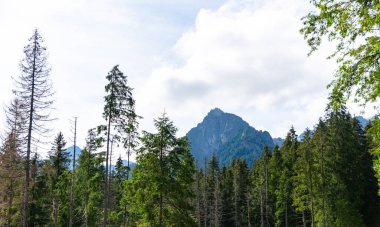 Dağ manzaralı orman manzarası Polonya Zakopane