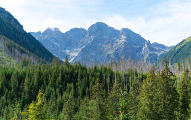 Dağ manzaralı orman manzarası Polonya Zakopane