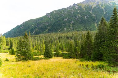 Dağ manzaralı orman manzarası Polonya Zakopane