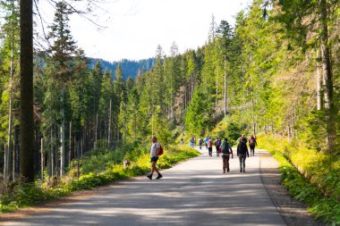 Dağlara tırmanan turistler orman tatili Zakopane Polonya 28 Ağustos 2023