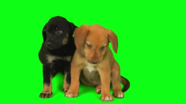 Κουτάβι Σκυλί Στο Πράσινο Φόντο Οθόνη Απομονωμένη — Αρχείο Βίντεο