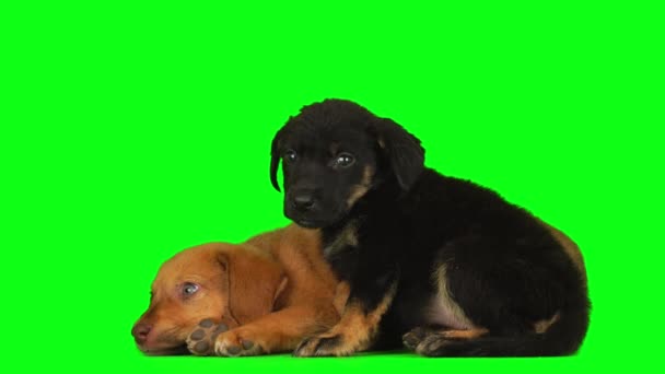 Yeşil Arkaplan Ekranındaki Yavru Köpek Izole Edildi — Stok video
