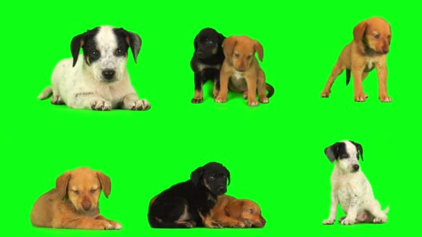 Cachorro Perro Pantalla Fondo Verde Aislado — Vídeos de Stock