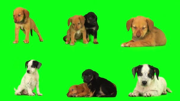 Cane Cucciolo Schermo Sfondo Verde Isolato — Video Stock