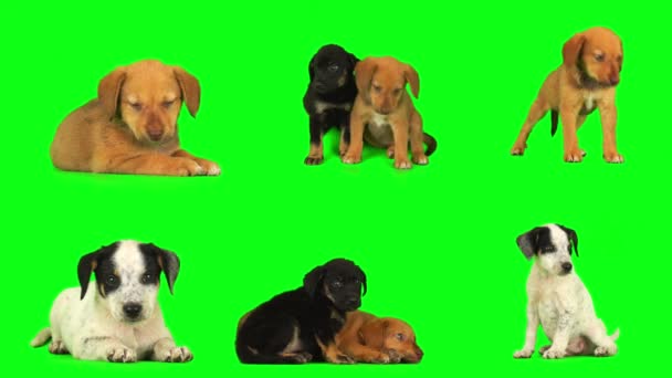 Cachorro Cão Tela Fundo Verde Isolado — Vídeo de Stock