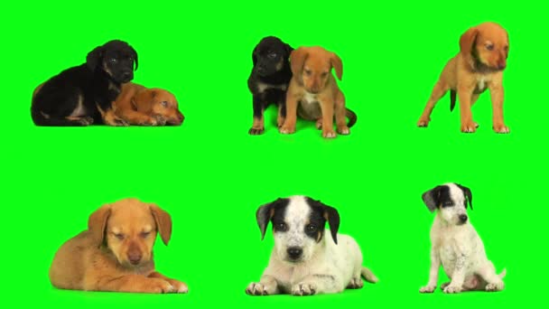 Welpe Hund Auf Grünem Hintergrund Bildschirm Isoliert — Stockvideo