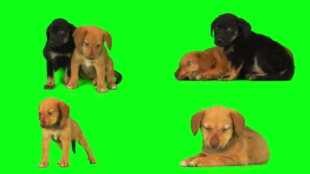 Štěně Pes Zeleném Pozadí Obrazovka Izolované — Stock video