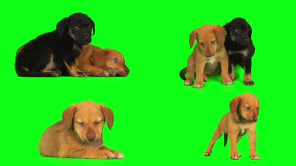 Cane Cucciolo Schermo Sfondo Verde Isolato — Video Stock