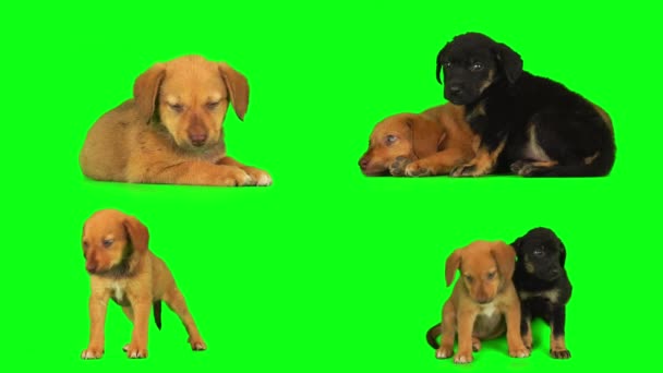Puppy Dog Green Background Screen Isolated — Stock Video