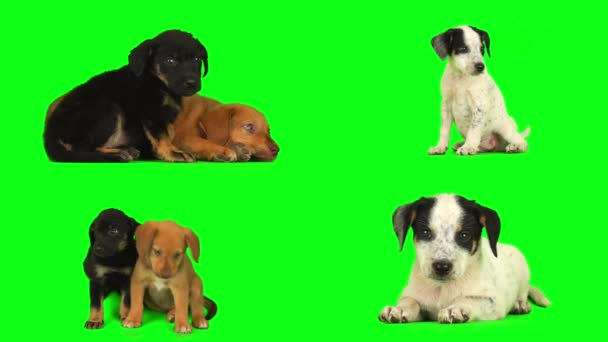 Štěně Pes Zeleném Pozadí Obrazovka Izolované — Stock video