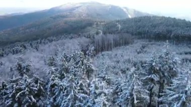 Taunus - Hesse, Almanya 'da bir dağ kozalaklı ormanın insansız hava aracından görülen bir dağ sırasıdır..