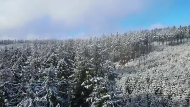 Taunus Hesse Almanya Bir Dağ Kozalaklı Ormanın Insansız Hava Aracından — Stok video