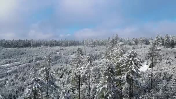 Таунус Гірський Хребет Вид Безпілотника Гірського Хвойного Лісу Гессені Німеччина — стокове відео