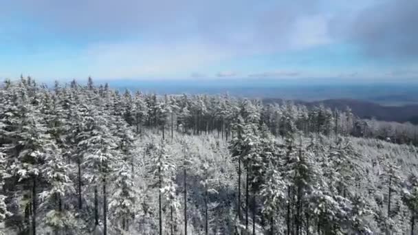 Taunus Una Cordillera Vista Desde Dron Bosque Coníferas Montaña Hesse — Vídeos de Stock