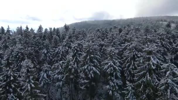 Taunus Hesse Almanya Bir Dağ Kozalaklı Ormanın Insansız Hava Aracından — Stok video
