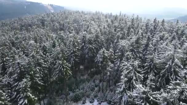 Taunus Une Chaîne Montagnes Vue Drone Une Forêt Conifères Montagne — Video
