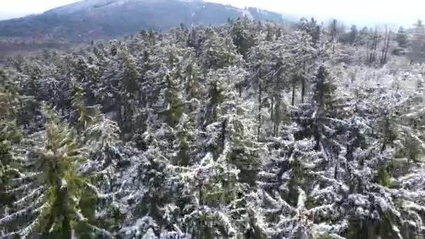 陶纳斯 从德国黑森山针叶林的无人驾驶飞机上俯瞰的山脉 — 图库视频影像