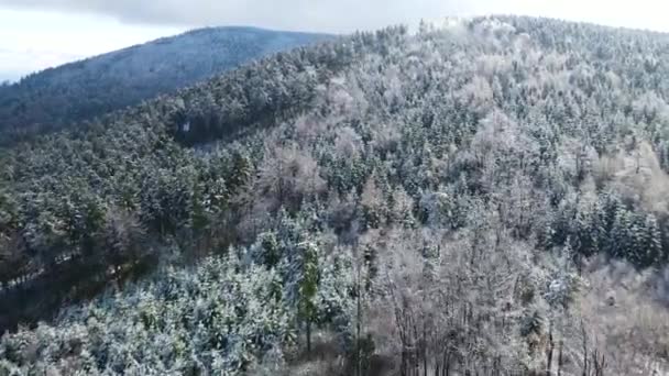Taunus Una Catena Montuosa Vista Drone Una Foresta Conifere Montagna — Video Stock