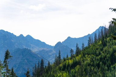Dağ manzaralı orman manzarası Polonya Zakopane