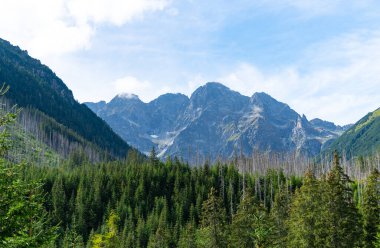 Dağ manzaralı orman manzarası Polonya Zakopane