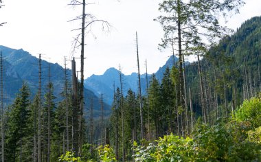 Dağ manzaralı orman manzarası Polonya Zakopane