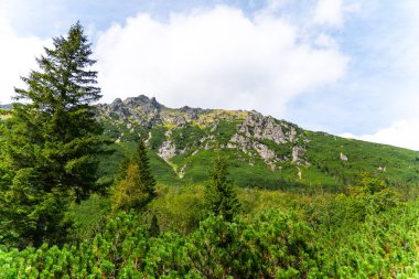 Dağ manzaralı orman manzarası Polonya Zakopane