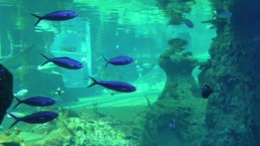 Okyanus akvaryumu balıkları su altında yüzer