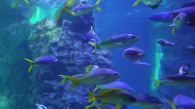 Okyanus akvaryumu balıkları su altında yüzer
