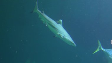 Okyanus akvaryumu balıkları su altında yüzer