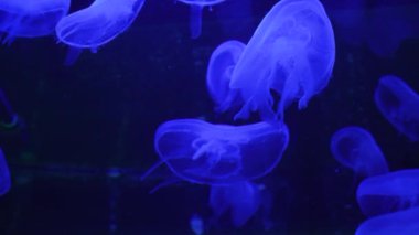 Denizanaları su altında parlar, okyanusta yüzerler.