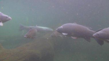 Nehirdeki tatlı su balıkları su altında yüzer.