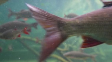 Nehirdeki tatlı su balıkları su altında yüzer.