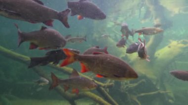 Nehirdeki tatlı su balıkları su altında yüzer.