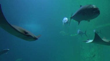 Stingray balığı sualtı video çekimi