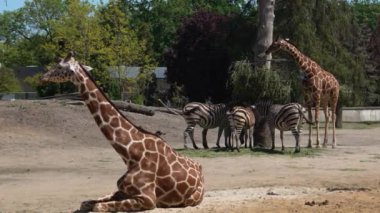 Hayvanat bahçesindeki zürafa, Afrikalı hayvan.