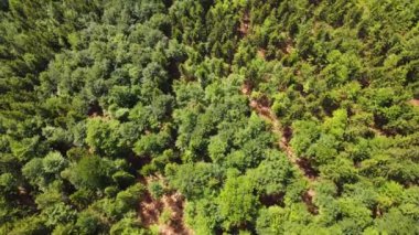 Yaz Saastal Saas-Fee İsviçre hava aracı dağ dronu karaçam ormanı kozalaklı üst bulutlar İsviçre Alpleri dağ zirveleri vadi drone hareketi
