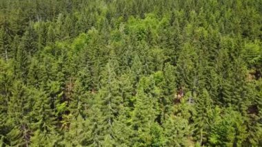 Yaz Saastal Saas-Fee İsviçre hava aracı dağ dronu karaçam ormanı kozalaklı üst bulutlar İsviçre Alpleri dağ zirveleri vadi drone hareketi