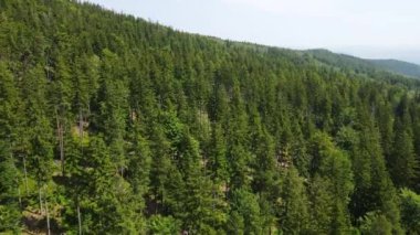 Yaz Saastal Saas-Fee İsviçre hava aracı dağ dronu karaçam ormanı kozalaklı üst bulutlar İsviçre Alpleri dağ zirveleri vadi drone hareketi