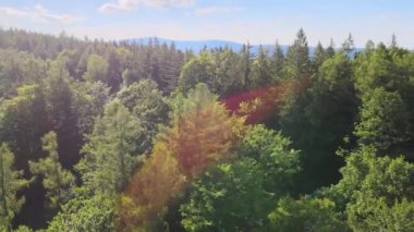 Yaz Saastal Saas-Fee İsviçre hava aracı dağ dronu karaçam ormanı kozalaklı üst bulutlar İsviçre Alpleri dağ zirveleri vadi drone hareketi