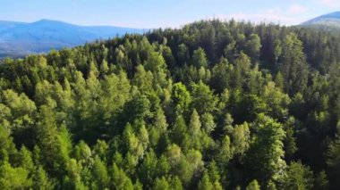 Yaz Saastal Saas-Fee İsviçre hava aracı dağ dronu karaçam ormanı kozalaklı üst bulutlar İsviçre Alpleri dağ zirveleri vadi drone hareketi