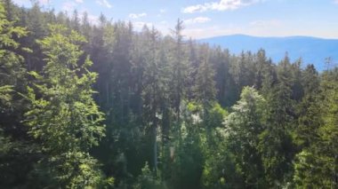 Yaz Saastal Saas-Fee İsviçre hava aracı dağ dronu karaçam ormanı kozalaklı üst bulutlar İsviçre Alpleri dağ zirveleri vadi drone hareketi