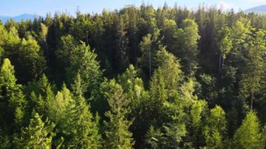 Yaz Saastal Saas-Fee İsviçre hava aracı dağ dronu karaçam ormanı kozalaklı üst bulutlar İsviçre Alpleri dağ zirveleri vadi drone hareketi