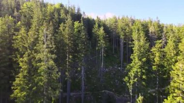 Yaz Saastal Saas-Fee İsviçre hava aracı dağ dronu karaçam ormanı kozalaklı üst bulutlar İsviçre Alpleri dağ zirveleri vadi drone hareketi