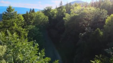 Almanya 'nın insansız hava aracı manzaralı orman yolları.