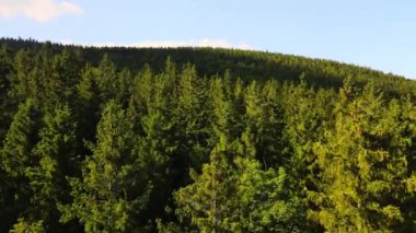 Almanya 'nın kozalaklı ormanları insansız hava aracı yazından görünüyor